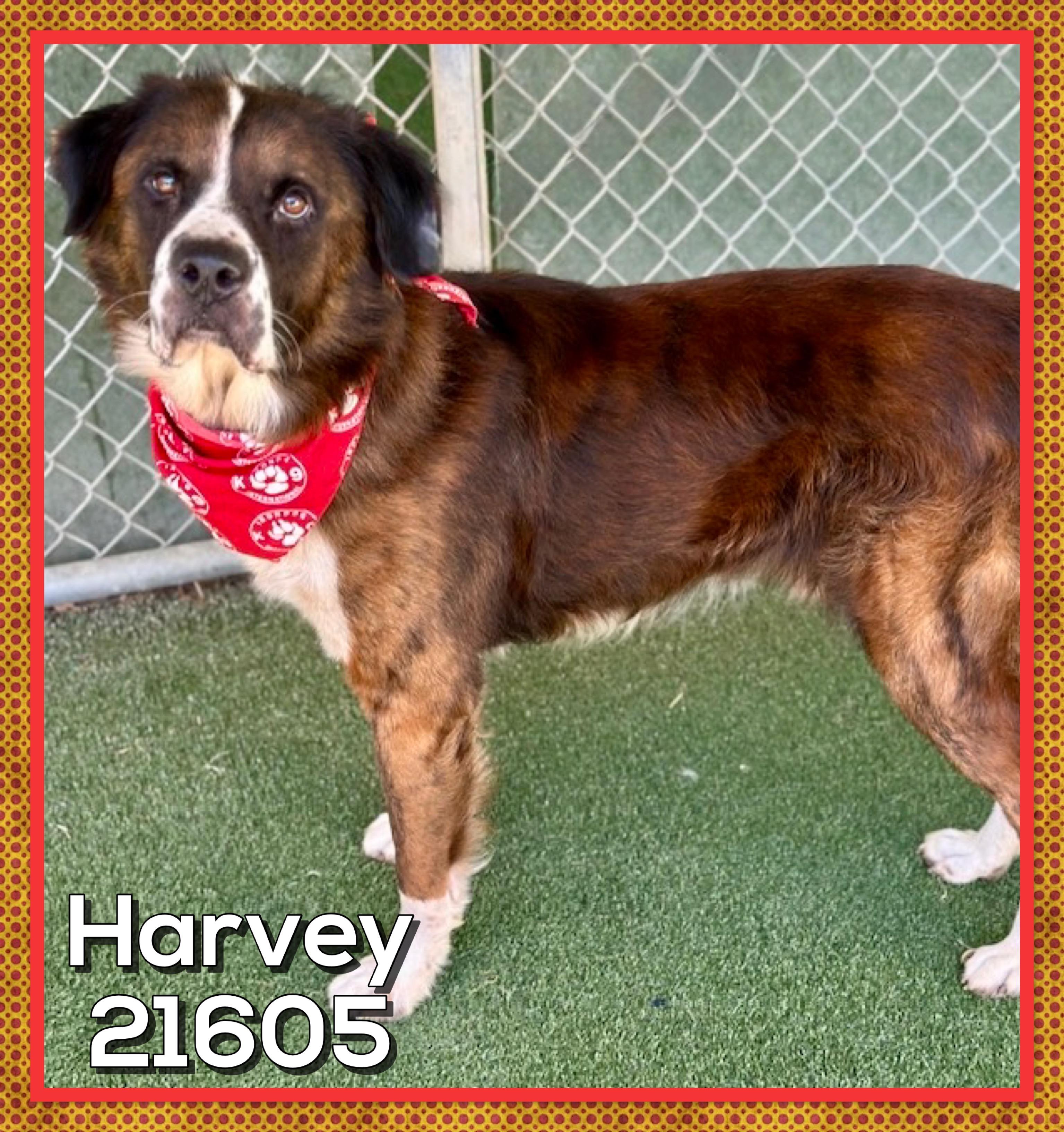 Enlarge HARVEY, a Adoptable mixed breed in Marietta, GA image 2/5
