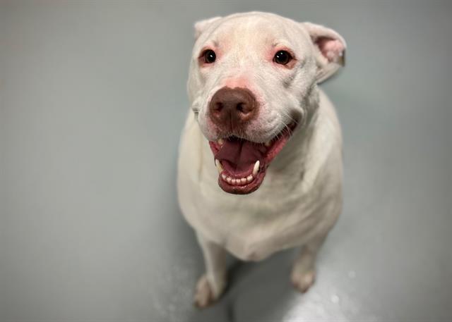 Enlarge KODAK, a Adoptable mixed breed in Saint Cloud, FL image 1/1