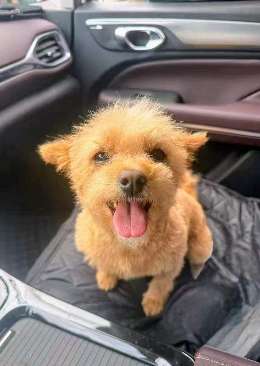Cherry, a ADOPTABLE mixed breed in Rancho Cucamonga, CA image 3/6