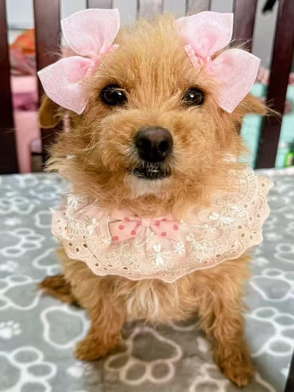 Cherry, ADOPTABLE, Young Female Miniature Poodle.