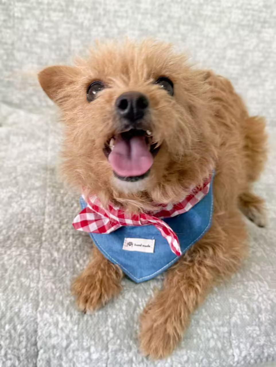 Cherry, a ADOPTABLE mixed breed in Rancho Cucamonga, CA image 2/6