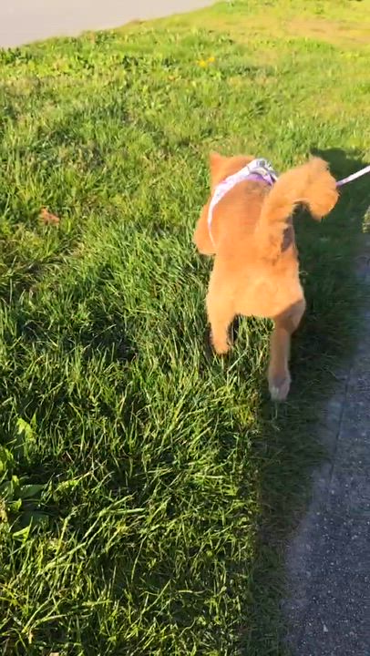 Enlarge Cherry, a ADOPTABLE mixed breed in Rancho Cucamonga, CA video 5/6