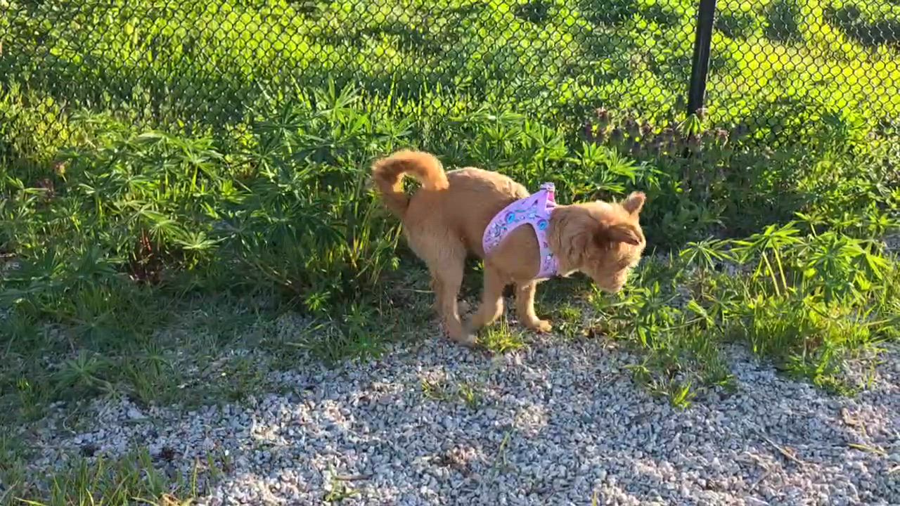 Enlarge Cherry, a ADOPTABLE mixed breed in Rancho Cucamonga, CA video 6/6