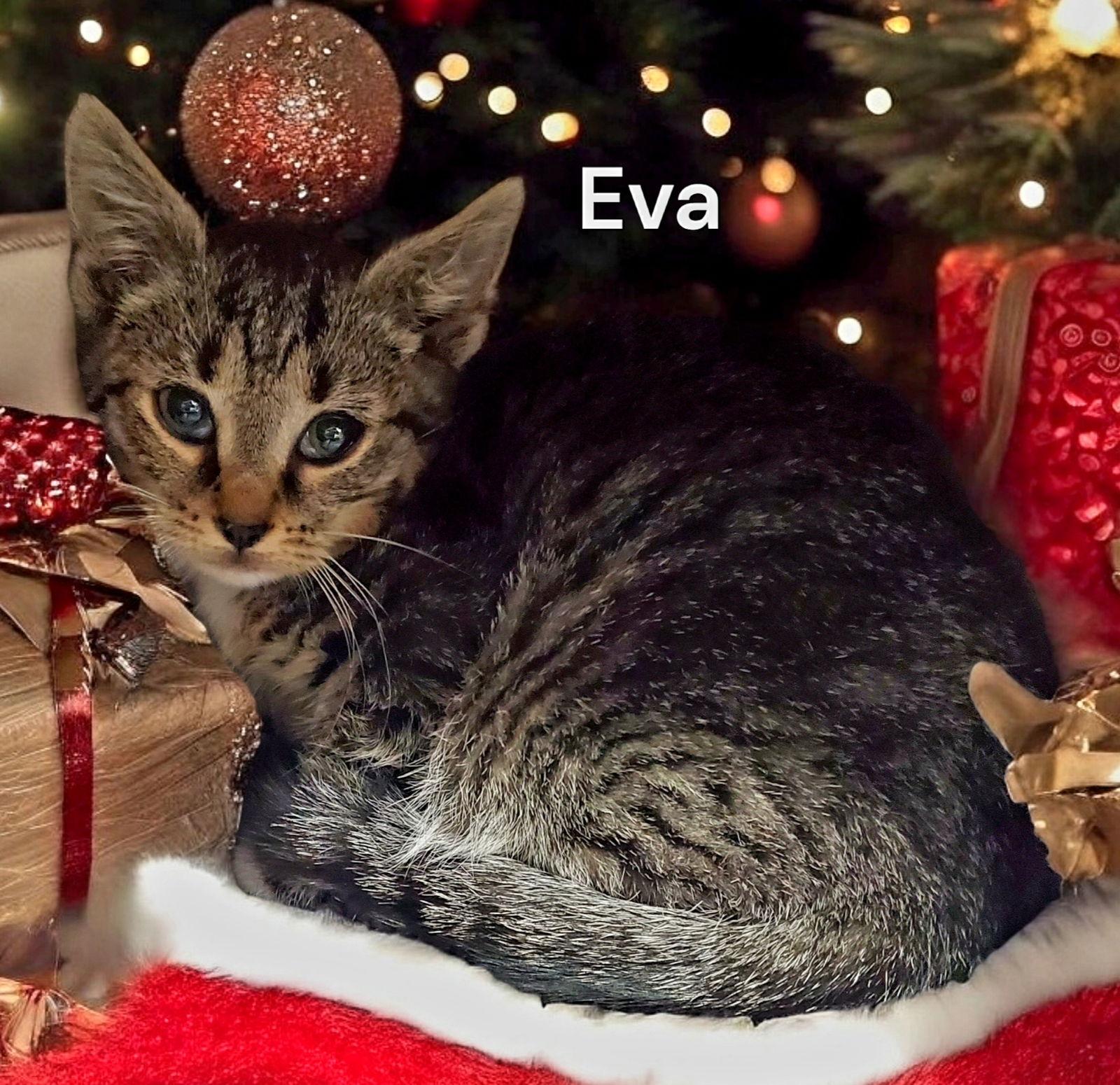 Enlarge Eva, a Adoptable Tabby in Chesapeake, VA image 2/3