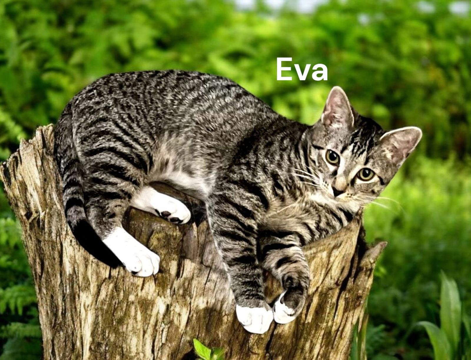 Eva, Adoptable, Adult Female Tabby.