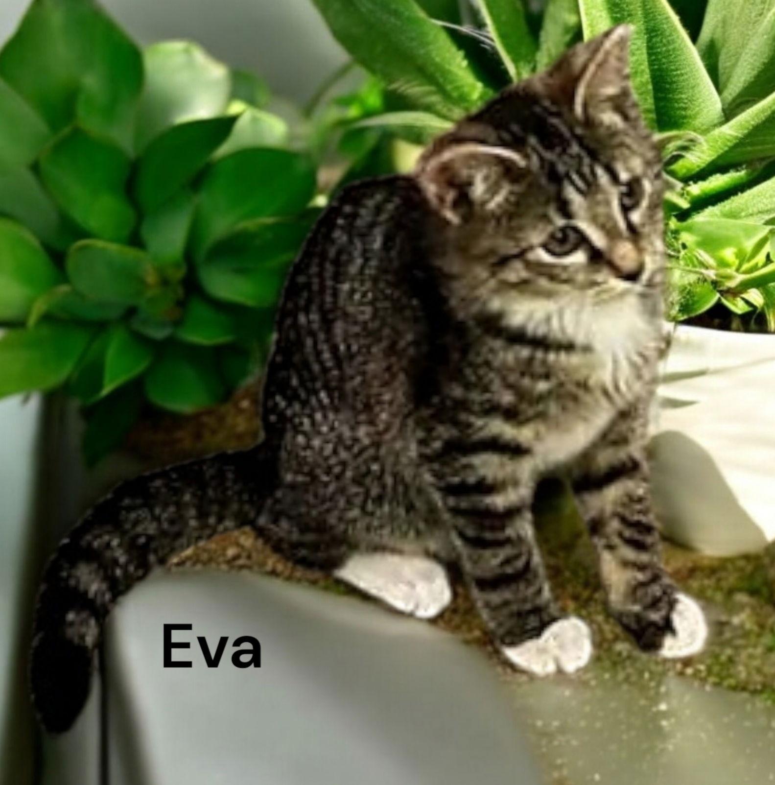 Enlarge Eva, a Adoptable Tabby in Chesapeake, VA image 3/3