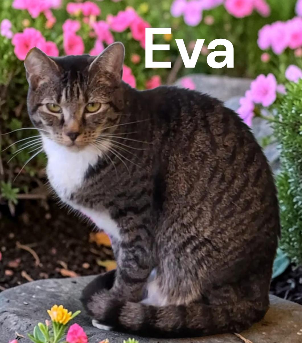 Eva, Adoptable, Adult Female Tabby.