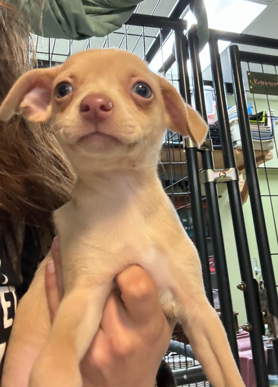 Alfredo, Adopted, Young Male Chihuahua.