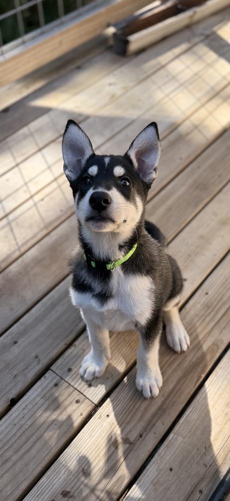 Enlarge Gibson, a Adoptable mixed breed in Pleasant Hill, CA image 1/3