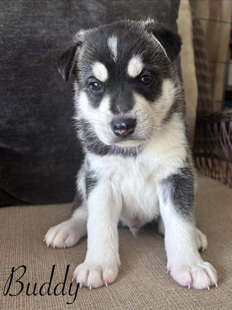 Buddy, Adoptable, Puppy Male German Shepherd Dog & Siberian Husky.