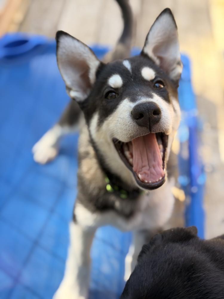 Enlarge Gibson, a Adoptable mixed breed in Pleasant Hill, CA image 3/3