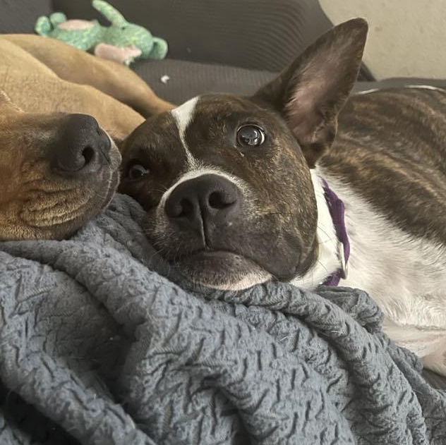 The Sundance Kid, Adoptable, Adult Male Mixed Breed.