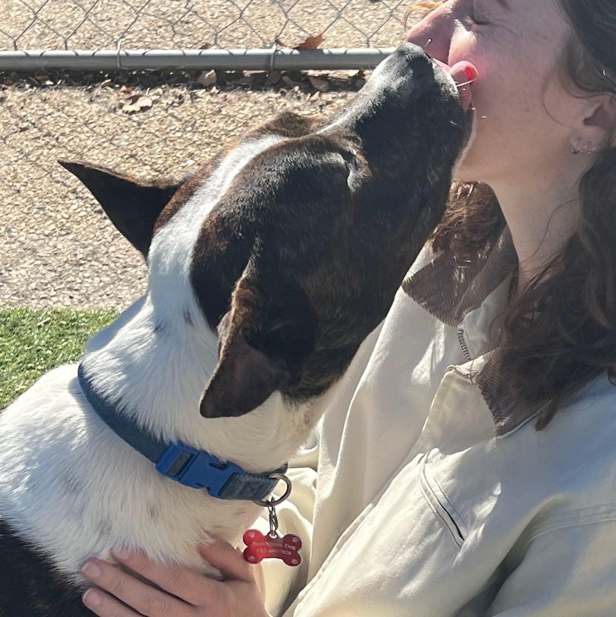 Enlarge The Sundance Kid, a Adoptable Mixed Breed in Austin, TX image 5/6