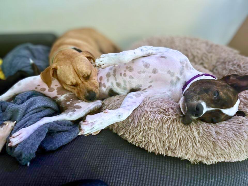 The Sundance Kid, a Adoptable Mixed Breed in Austin, TX image 2/6