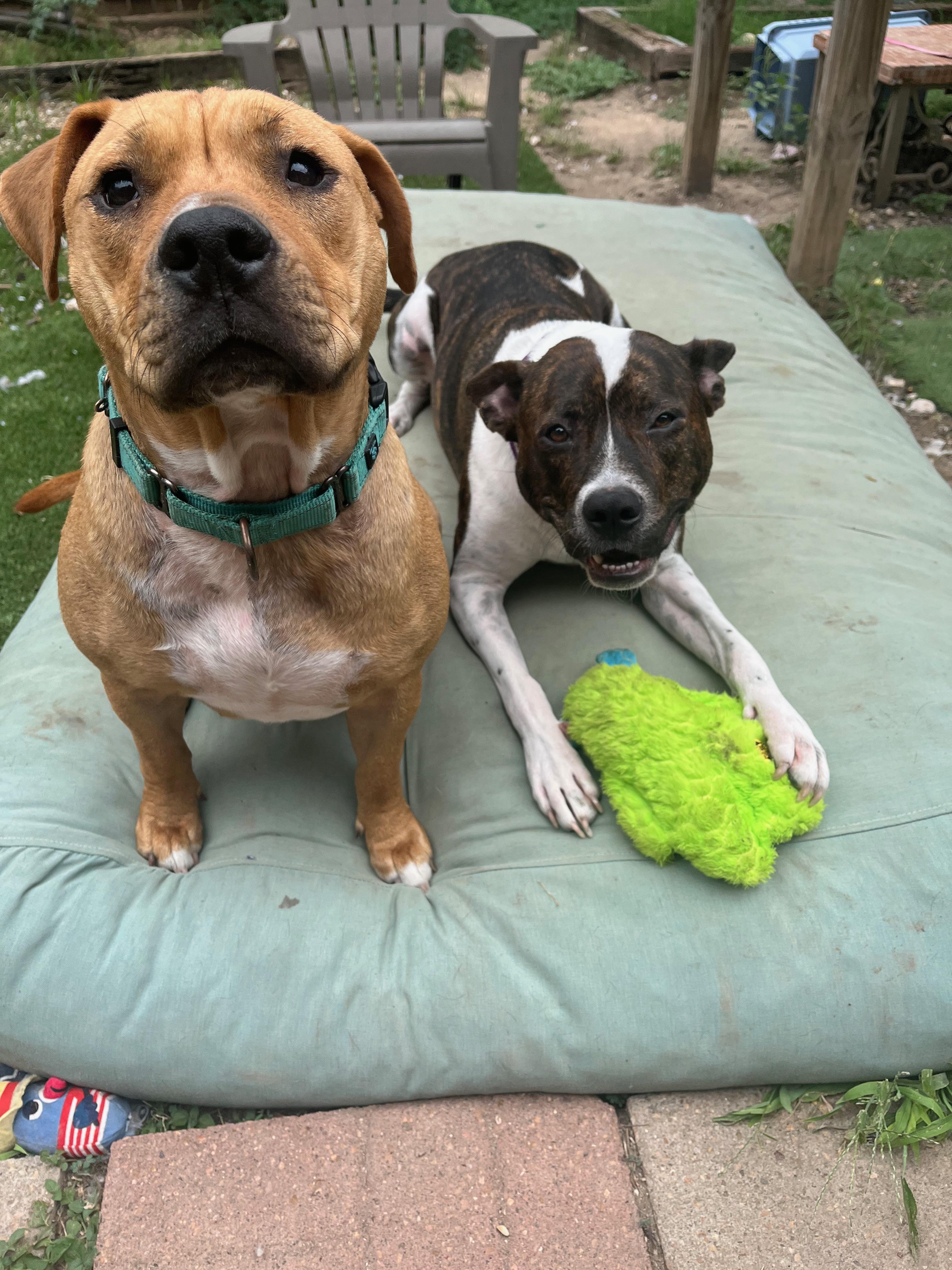 The Sundance Kid, a Adoptable Mixed Breed in Austin, TX image 3/6