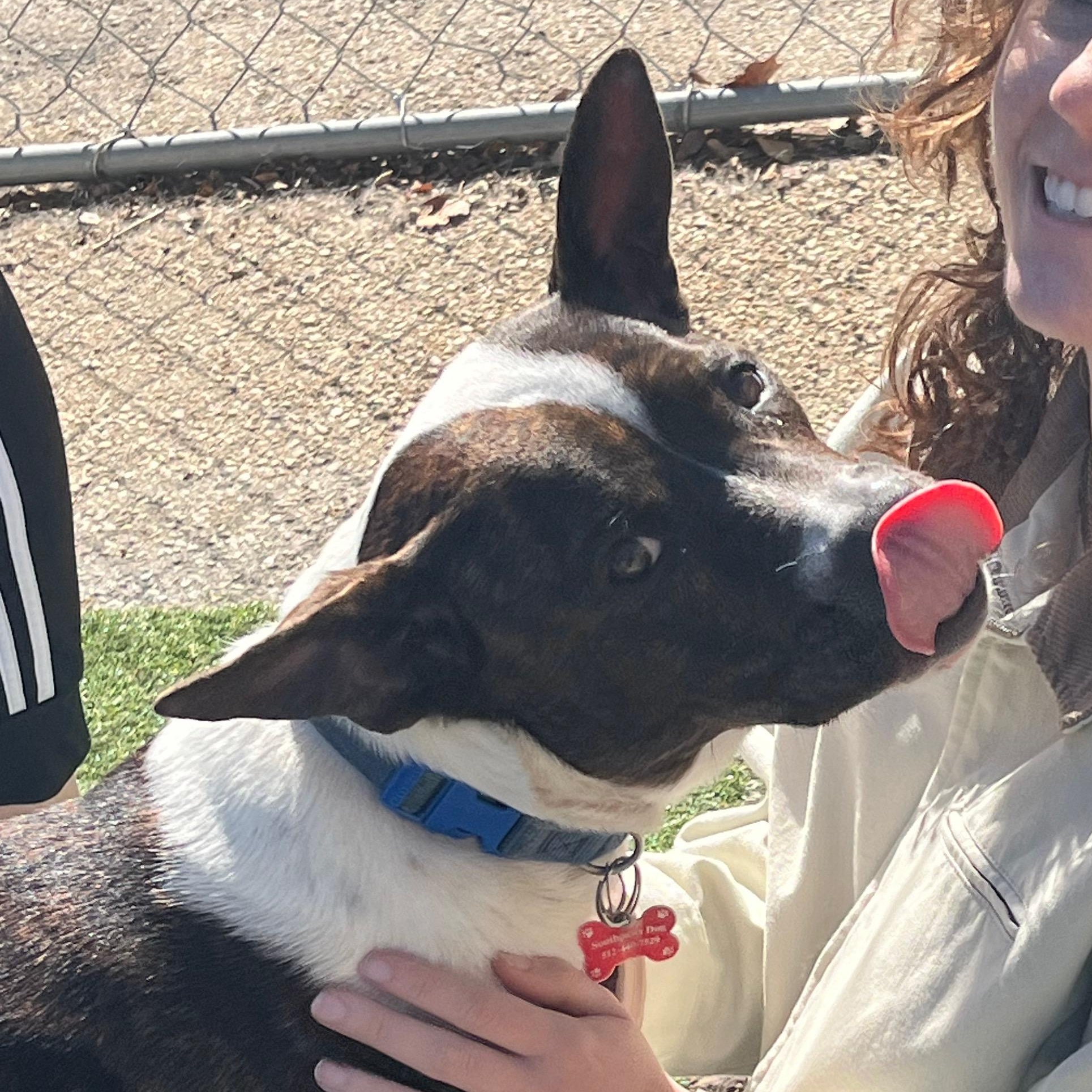 The Sundance Kid, Adoptable, Adult Male Mixed Breed.