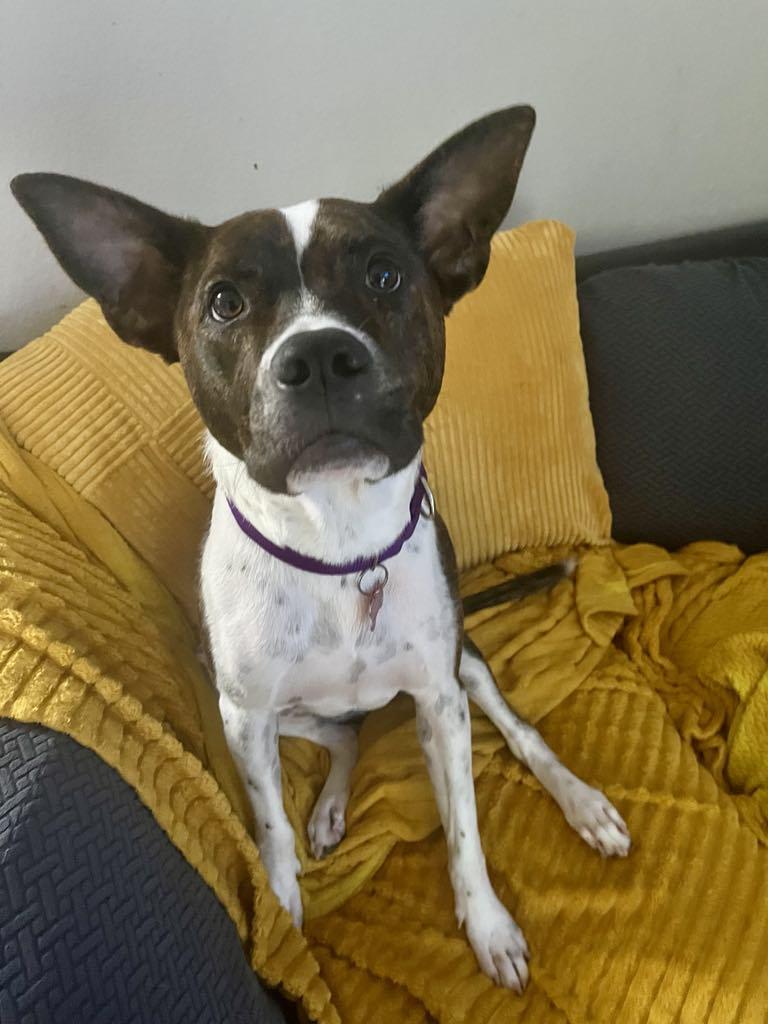 The Sundance Kid, a Adoptable Mixed Breed in Austin, TX image 5/6