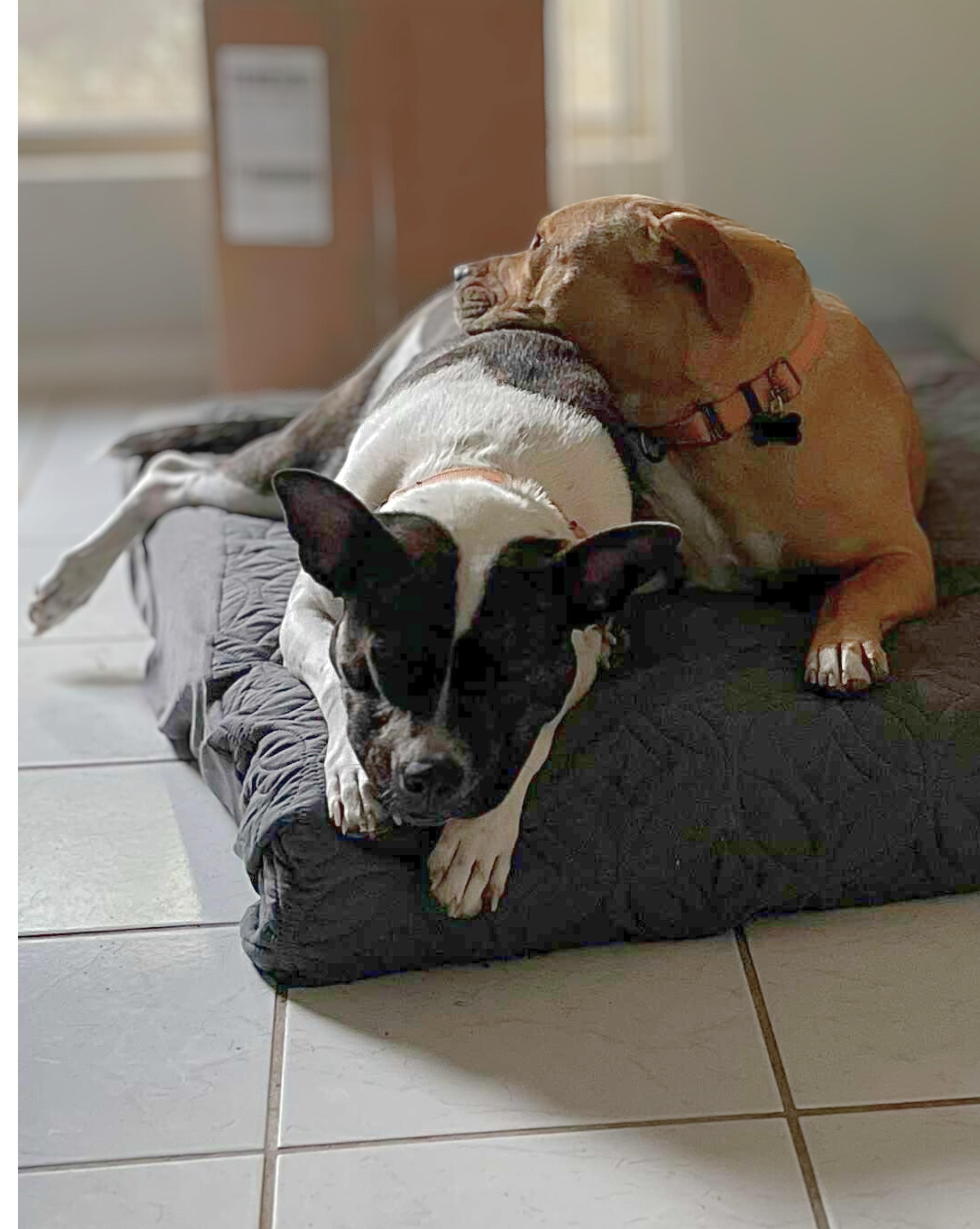 The Sundance Kid, a Adoptable Mixed Breed in Austin, TX image 6/6