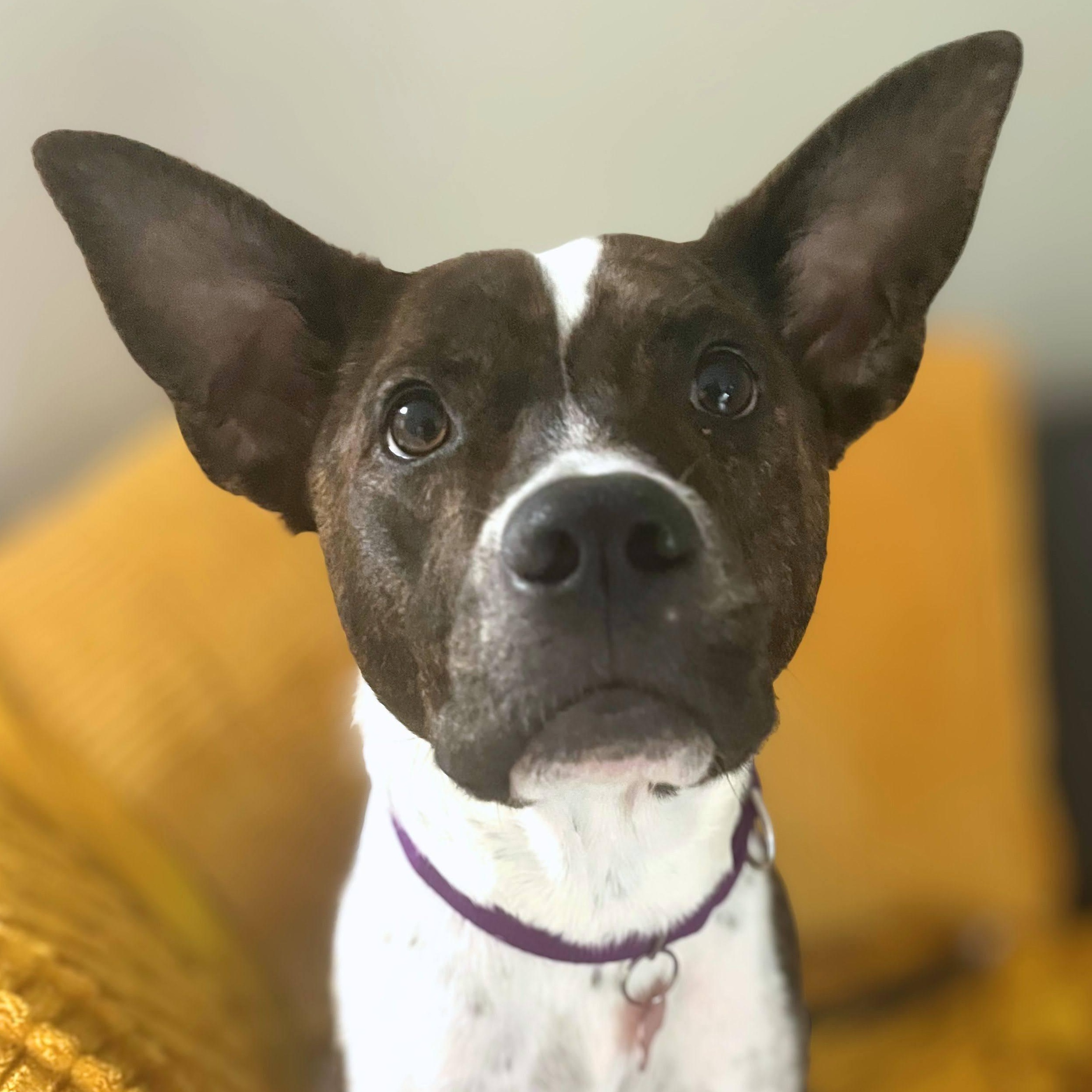 The Sundance Kid, Adoptable, Adult Male Mixed Breed.