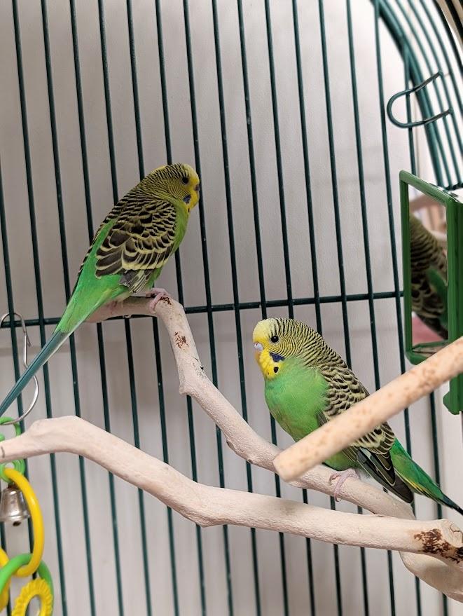 Enlarge Olive and Pesto, a ADOPTABLE Parakeet (Other) in Coquitlam, BC image 1/1
