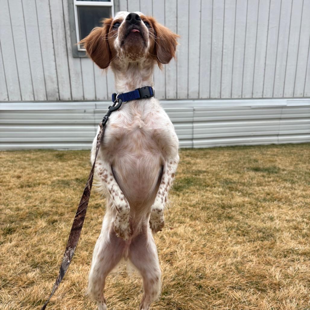 Enlarge Scout, a Adoptable mixed breed in Spokane, WA image 1/5