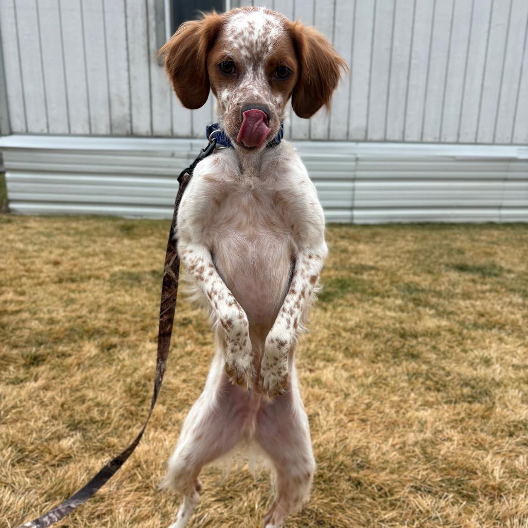 Enlarge Scout, a Adoptable mixed breed in Spokane, WA image 2/5