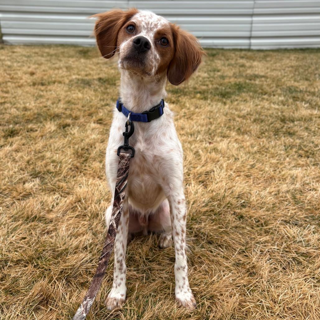 Enlarge Scout, a Adoptable mixed breed in Spokane, WA image 3/5