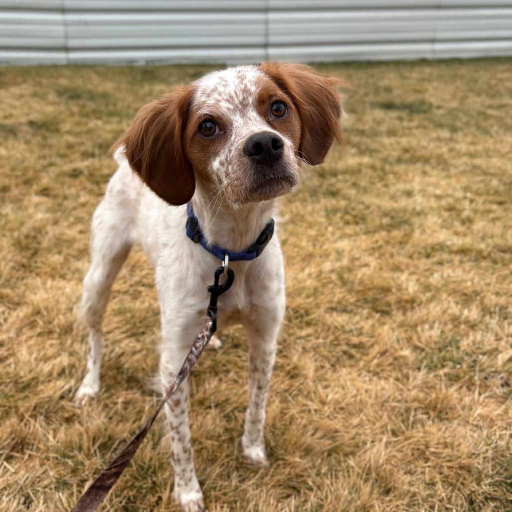 Enlarge Scout, a Adoptable mixed breed in Spokane, WA image 4/5