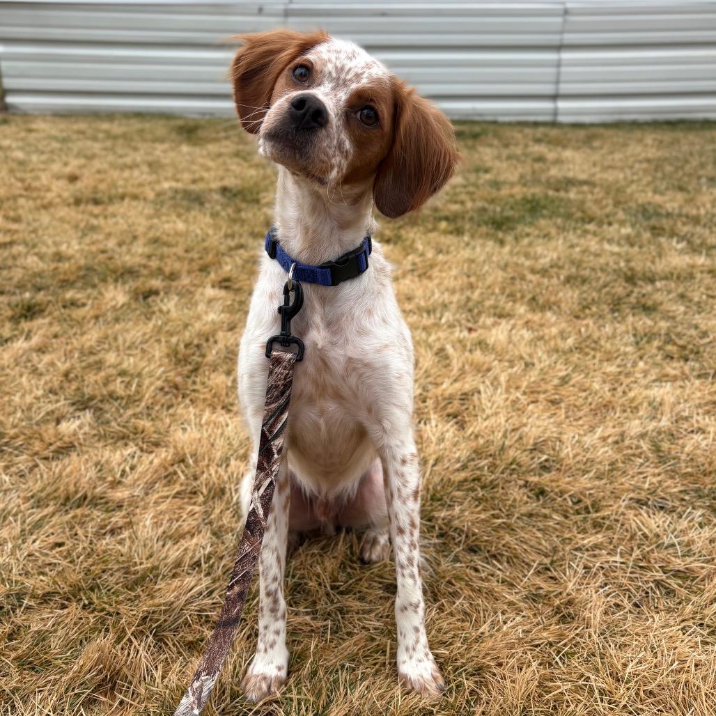 Enlarge Scout, a Adoptable mixed breed in Spokane, WA image 5/5