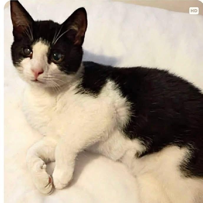 Enlarge Tiddly Winks, a ADOPTABLE Domestic Short Hair in Saginaw, MI image 1/3