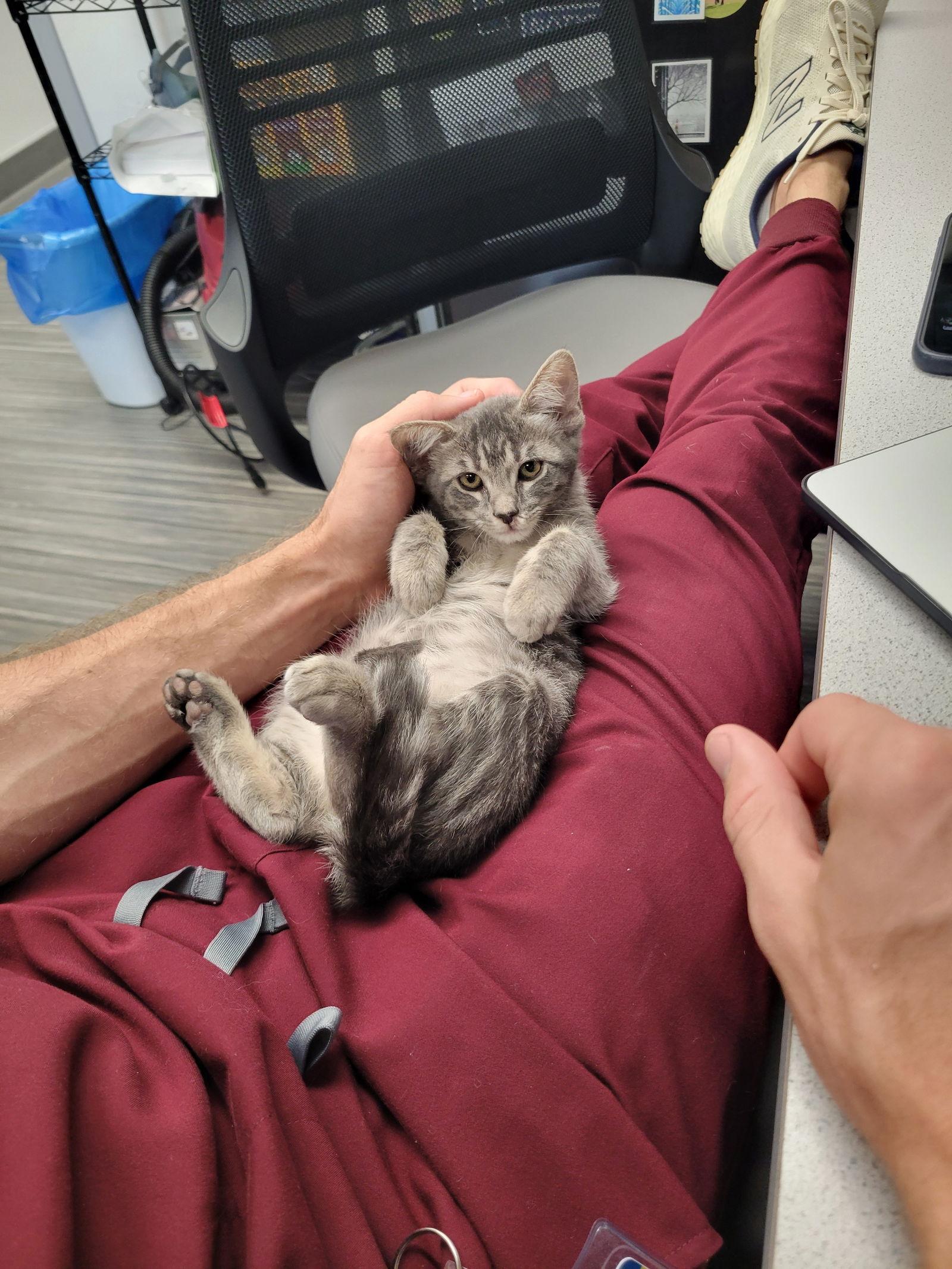 Enlarge Maggie, a Adoptable Domestic Short Hair in Davis, CA image 2/3