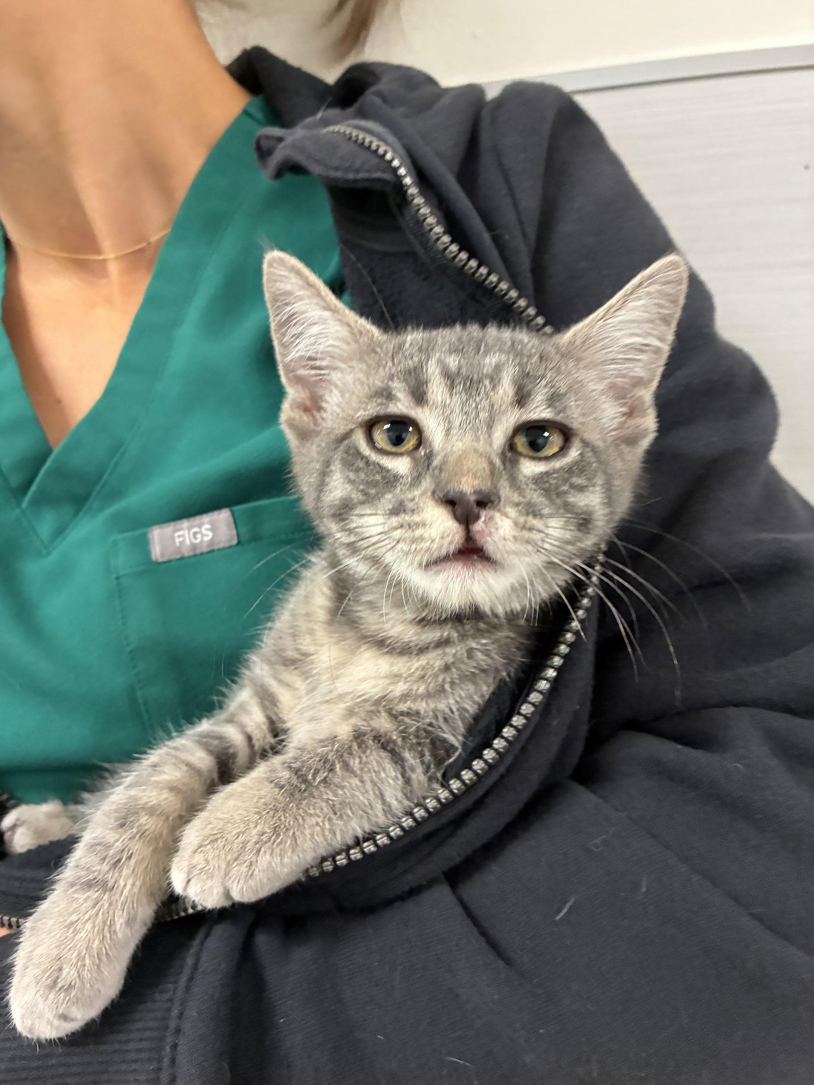 Enlarge Maggie, a Adoptable Domestic Short Hair in Davis, CA image 2/3