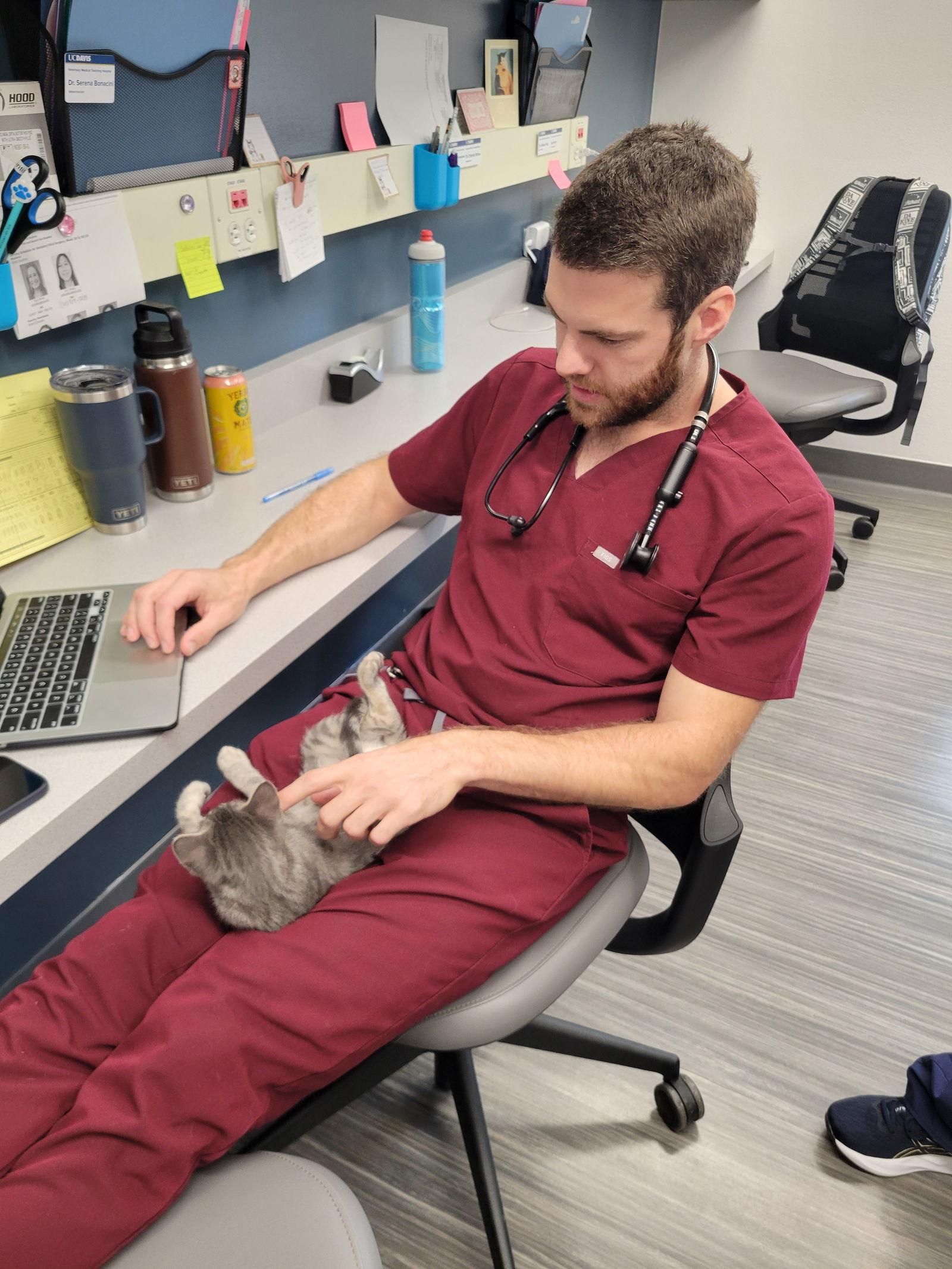 Enlarge Maggie, a Adoptable Domestic Short Hair in Davis, CA image 3/3