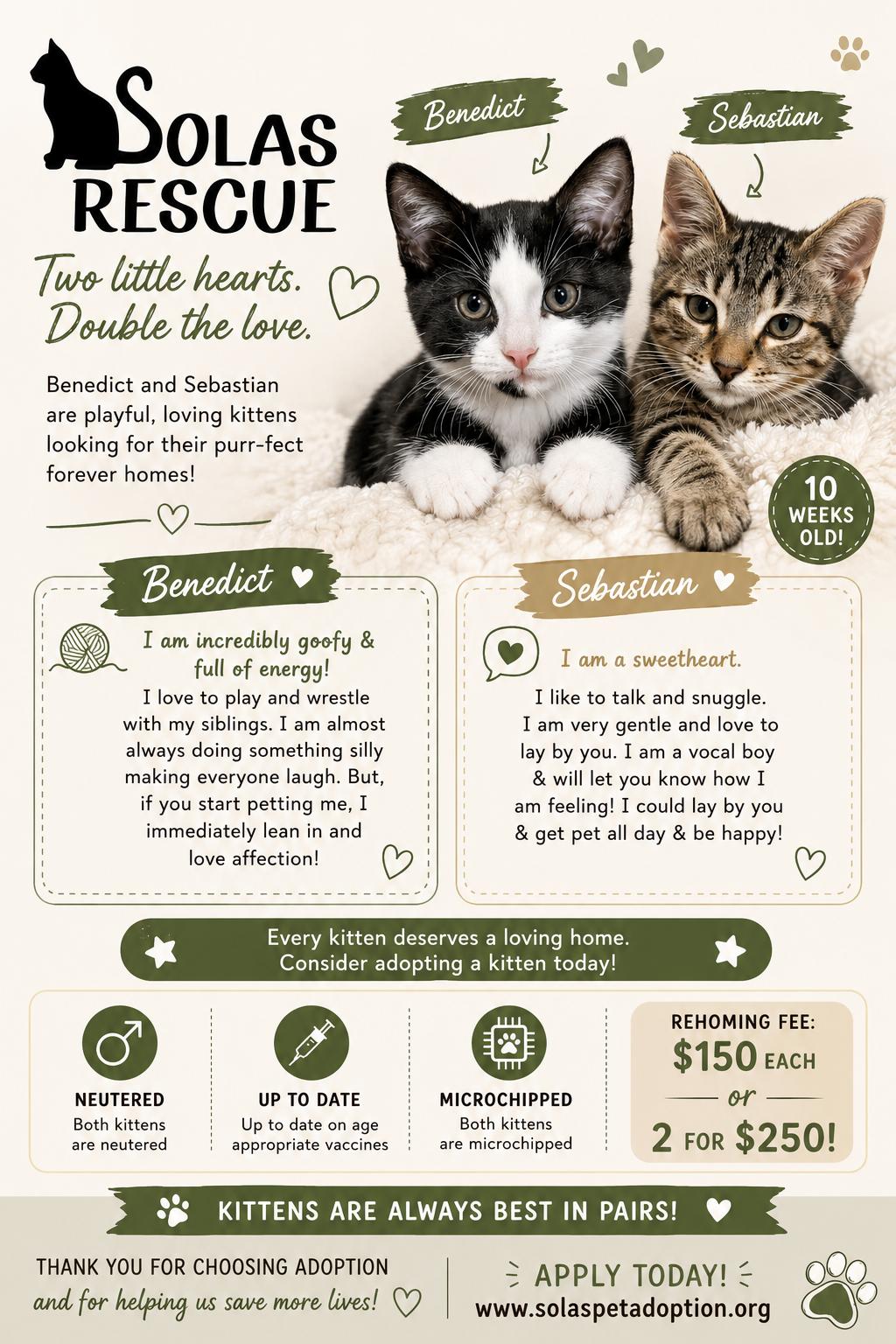 Sebastian and Benedict, Adoptable, Kitten Female Domestic Short Hair.