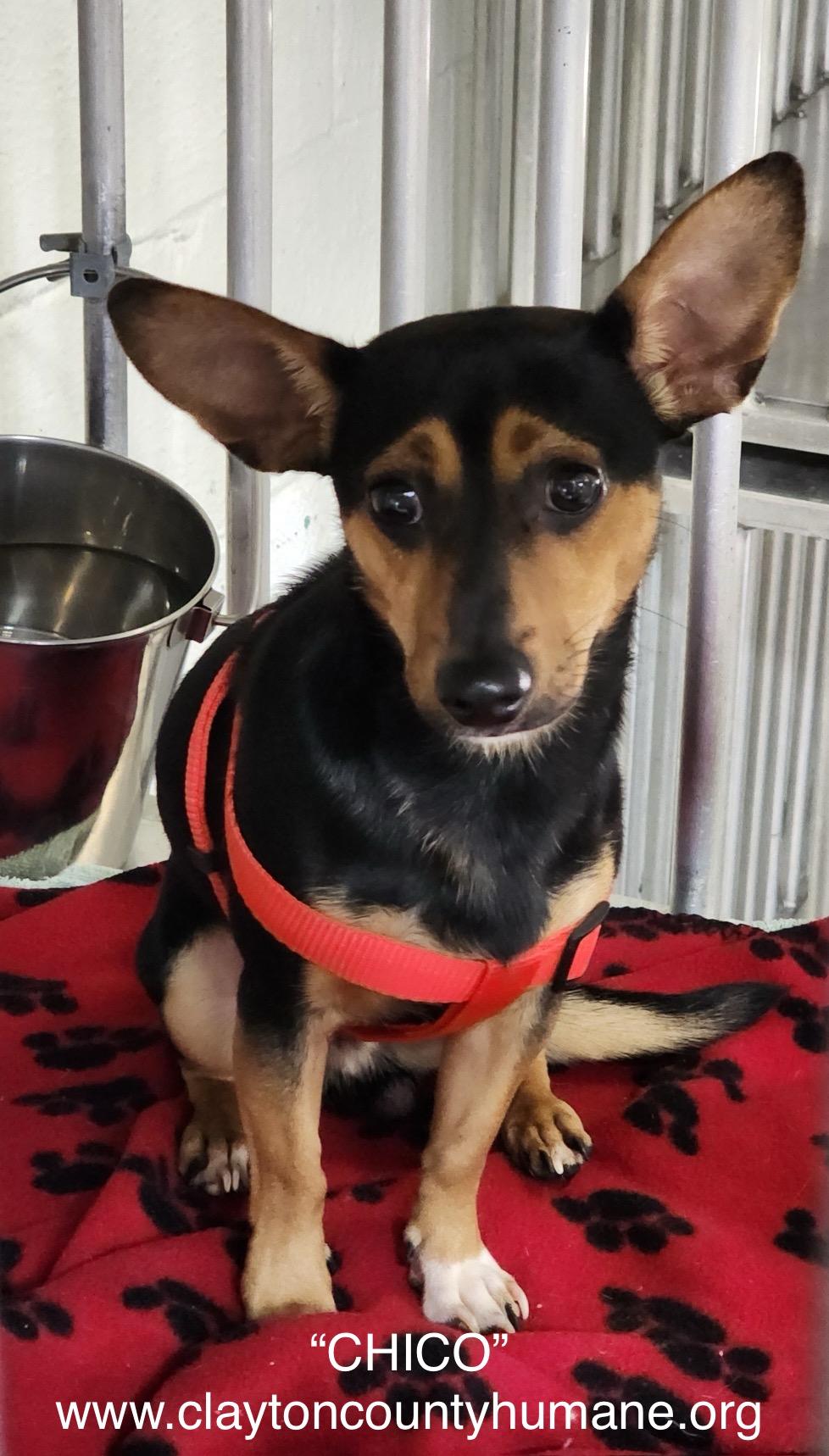 MEET CHICO Chico is around a 1 year old male min-pin chihuahua His approximate date of birth is 0