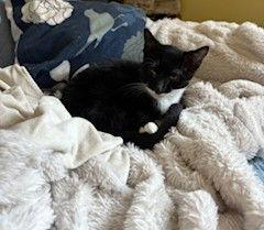 Preston C Ingram, Adoptable, Kitten Male Tuxedo.