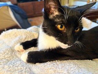 Preston C Ingram, Adoptable, Kitten Male Tuxedo.