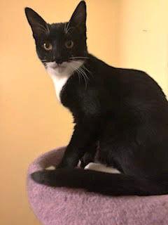 Preston C Ingram, a Adoptable Tuxedo in Saunderstown, RI image 3/3