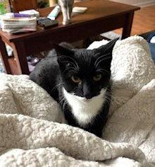 Enlarge Preston C Ingram, a Adoptable Tuxedo in Saunderstown, RI image 3/3