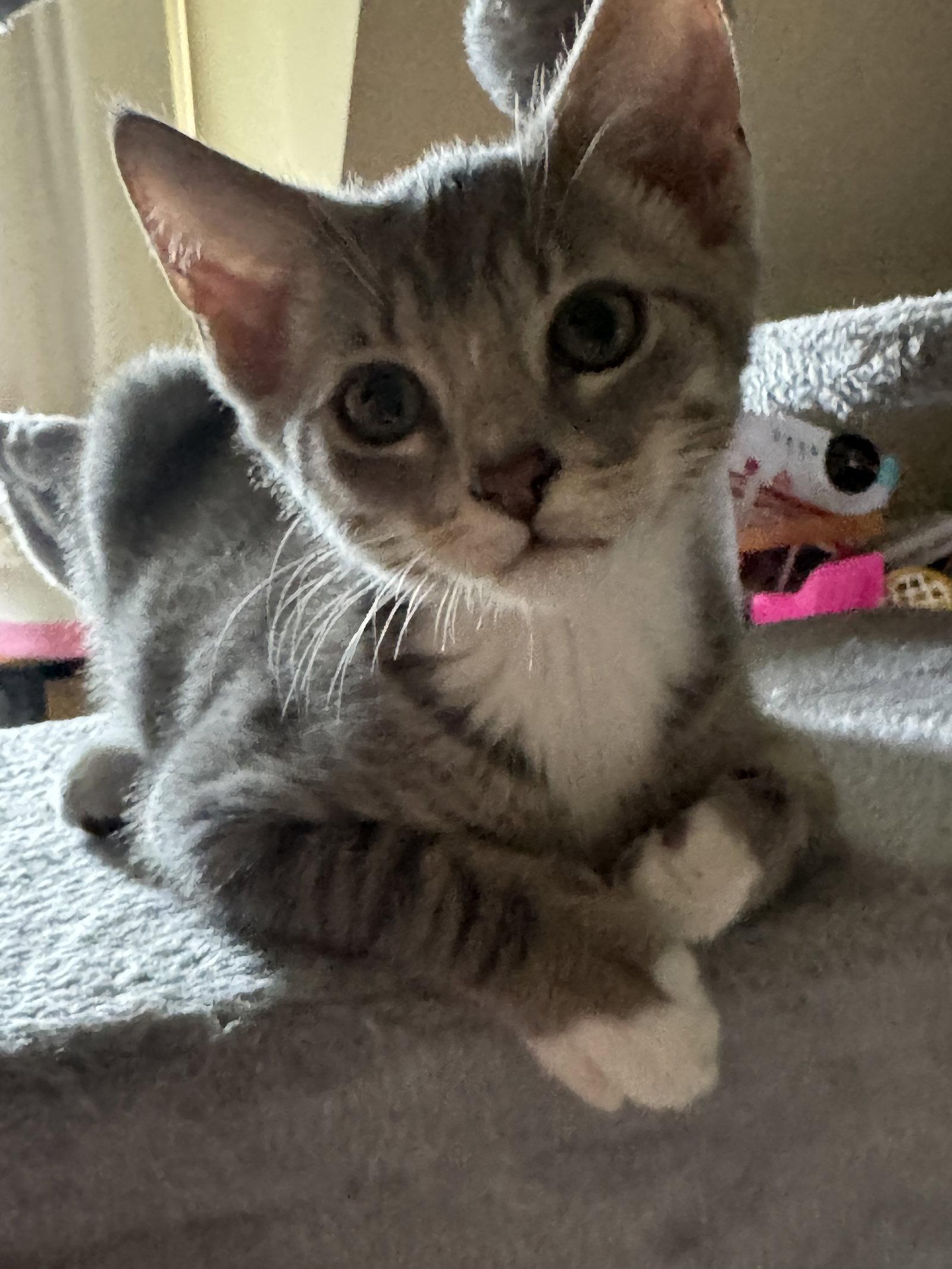 Enlarge *Rolo, a Adopted Domestic Short Hair in Forest, VA image 2/2