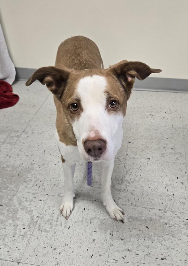 *Jemma*, Adoptable, Adult Female Border Collie & Labrador Retriever.