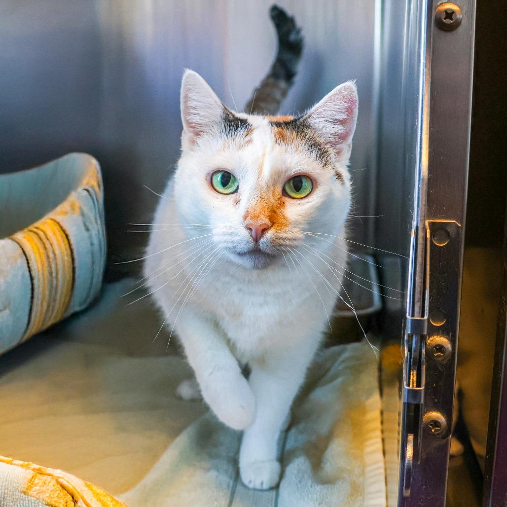 Momma Girl, a Adoptable Domestic Short Hair in Wilmington, DE image 1/6