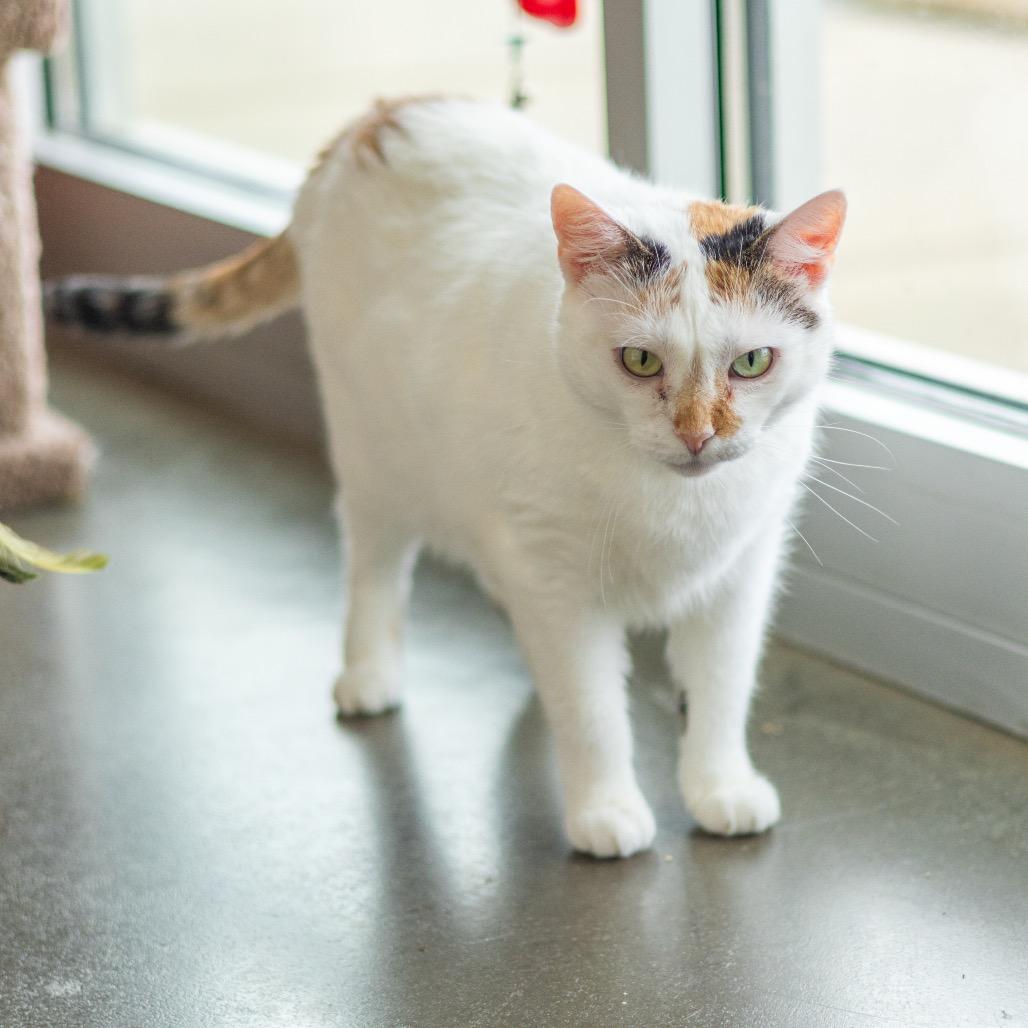 Momma Girl, a Adoptable Domestic Short Hair in Wilmington, DE image 2/6