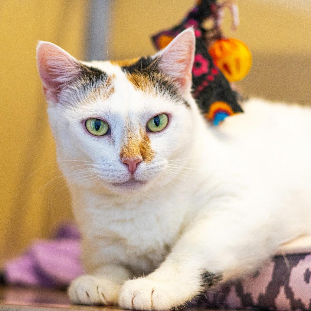 Momma Girl, a Adoptable Domestic Short Hair in Wilmington, DE image 4/6