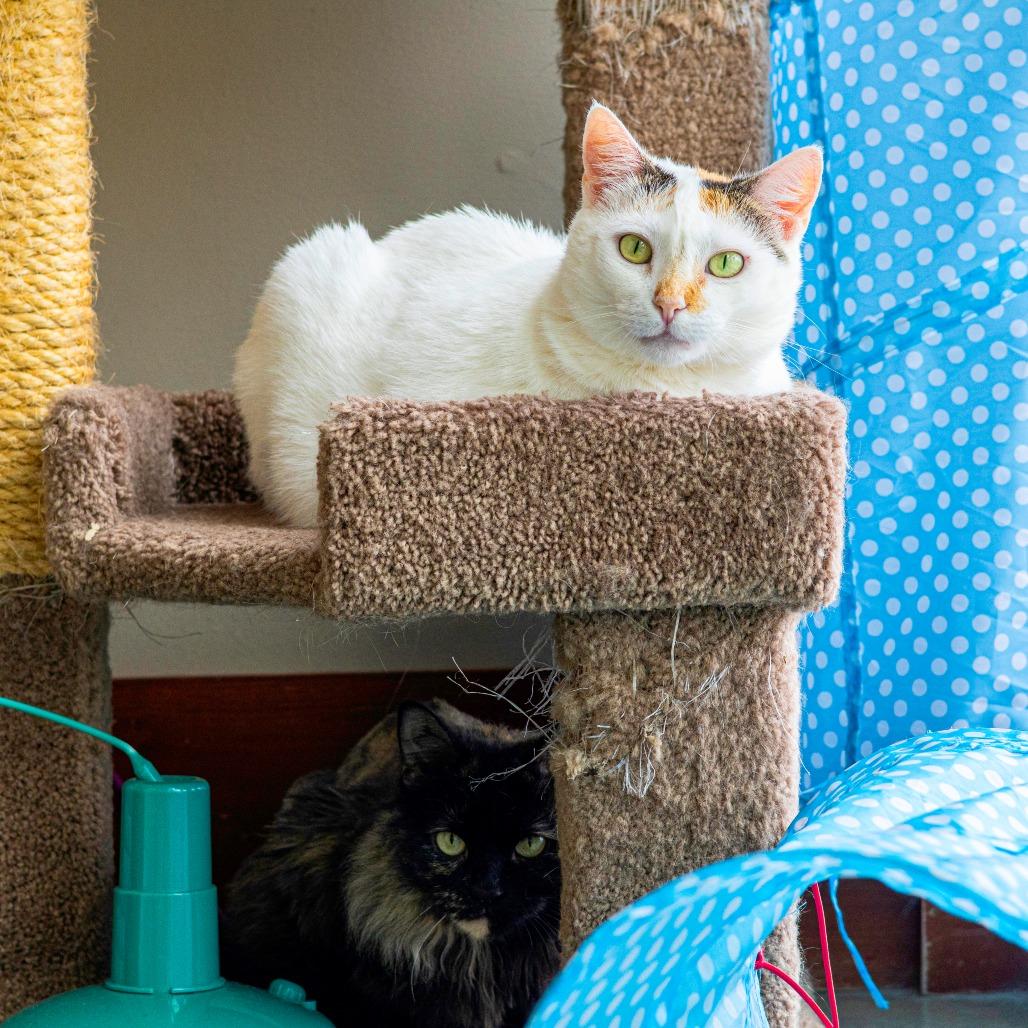 Momma Girl, a Adoptable Domestic Short Hair in Wilmington, DE image 6/6
