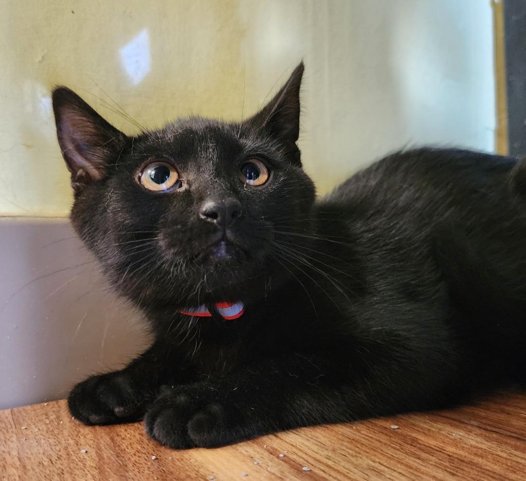Poblano, Adopted, Young Male Domestic Short Hair.