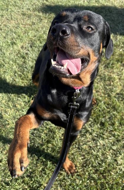 Thor, Adoptable, Adult Male Rottweiler & Mixed Breed.