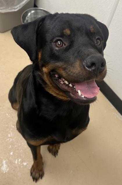 Enlarge Thor, a Adoptable mixed breed in Phoenix, AZ image 2/3