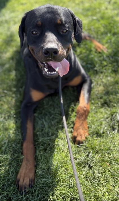 Enlarge Thor, a Adoptable mixed breed in Phoenix, AZ image 3/3