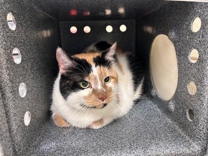 Kia Soul, Adoptable, Adult Female Domestic Medium Hair & Domestic Short Hair.